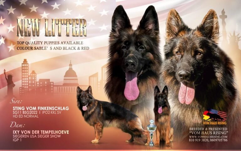 Sting-and-Ixi-poster-litter-scaled