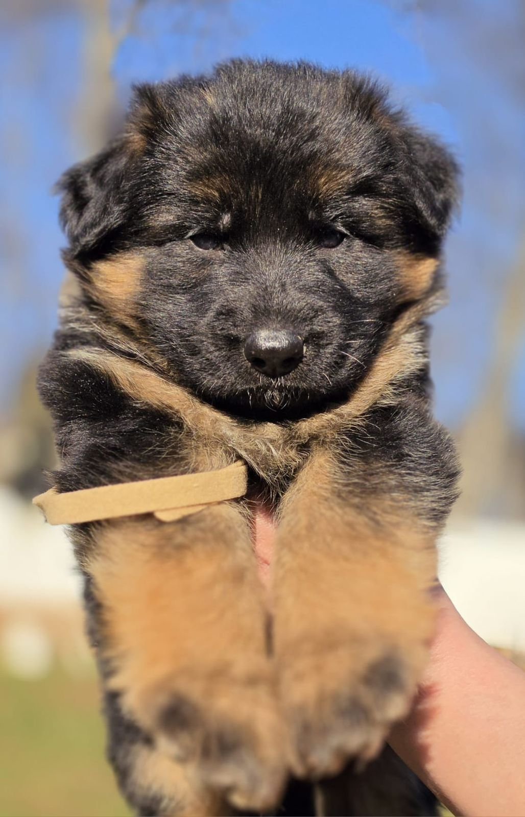 Male puppy name charlie